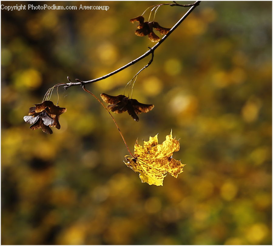Maple, Maple Leaf, Plant, Leaf, Arachnid, Garden Spider, Insect