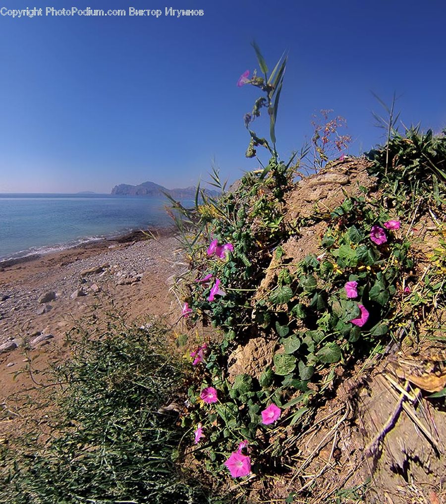 Flora, Flower, Foxglove, Plant, Potted Plant, Bush, Vegetation
