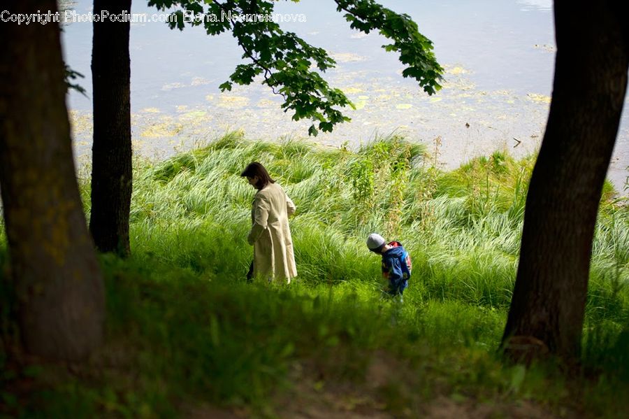 People, Person, Human, Plant, Tree, Oak, Sycamore