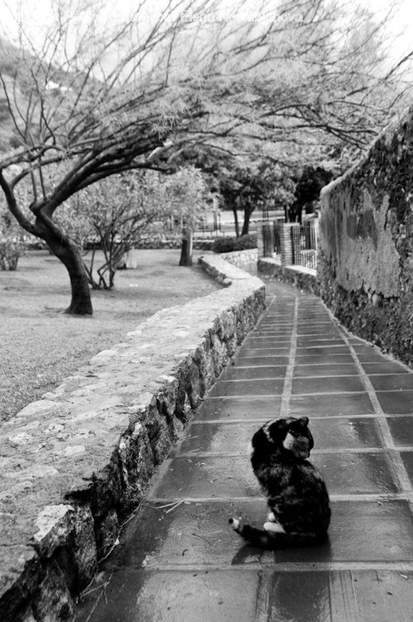 Boardwalk, Path, Pavement, Sidewalk, Walkway, Asphalt, Tarmac