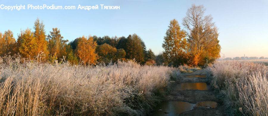 Field, Grass, Grassland, Plant, Reed, Land, Marsh