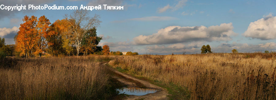 Field, Grass, Grassland, Land, Outdoors, Plant, Dirt Road