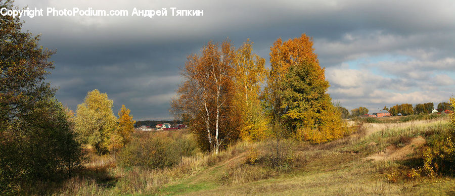 Conifer, Fir, Plant, Tree, Field, Grass, Grassland