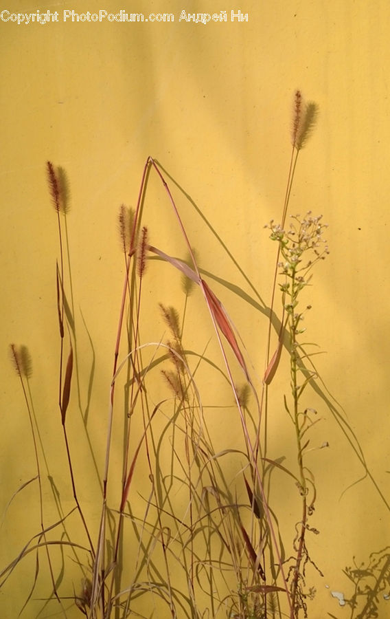 Field, Grass, Grassland, Plant, Blossom, Flora, Flower