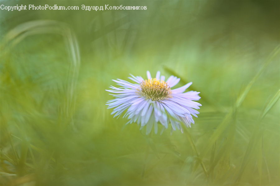 Daisies, Daisy, Flower, Plant, Blossom, Flora, Geranium