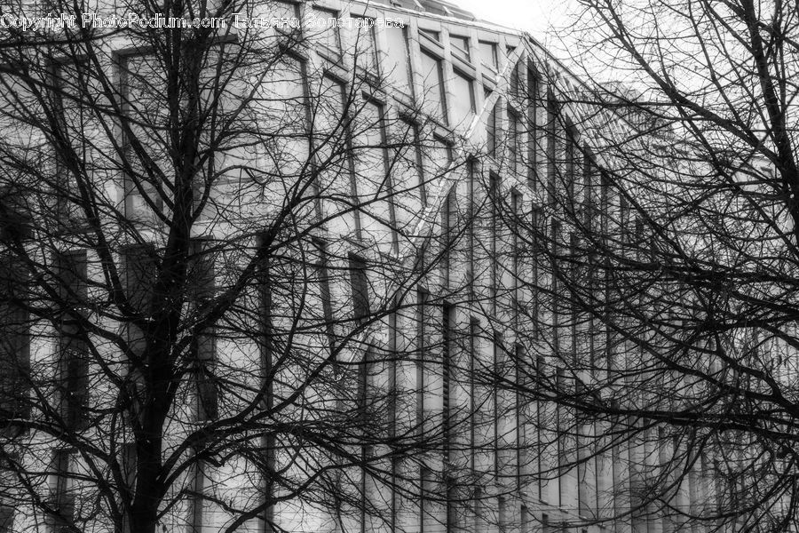 Plant, Tree, City, Downtown, Urban, Forest, Vegetation