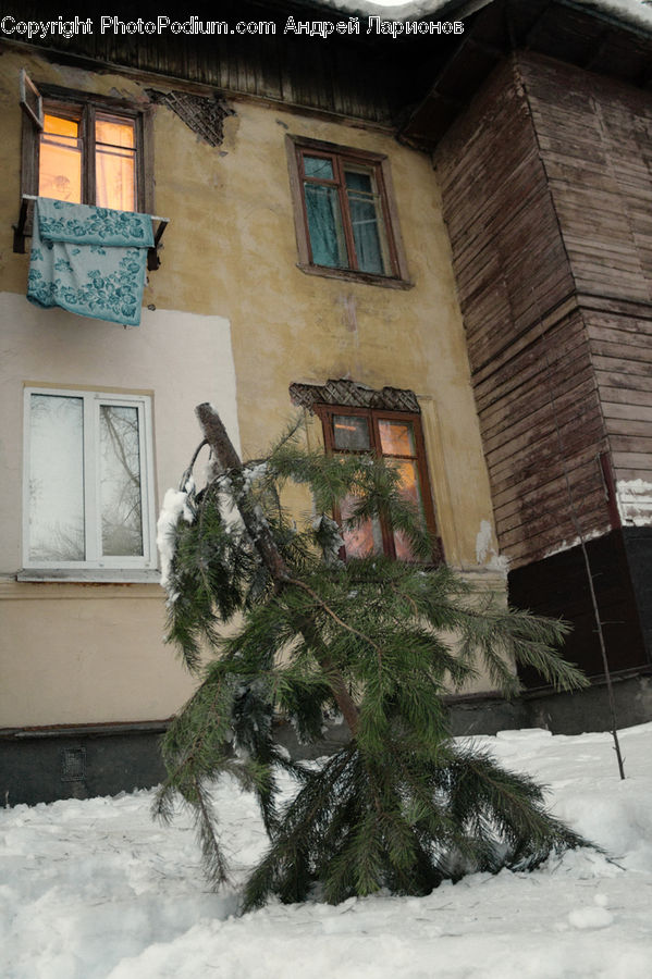 Fence, Wall, Conifer, Fir, Plant, Tree, Building