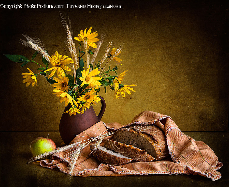 Plant, Potted Plant, People, Person, Human, Asteraceae, Blossom