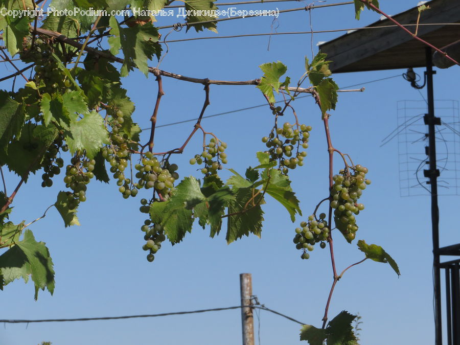 Plant, Vine, Fruit, Grapes, Oak, Sycamore, Tree