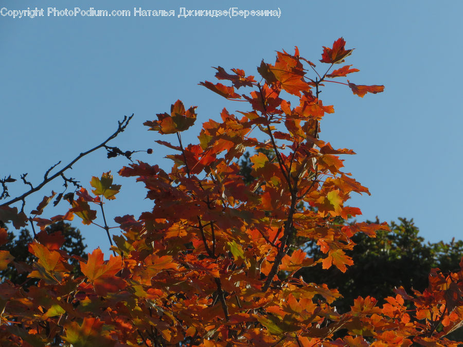 Maple, Tree, Wood, Cosmos, Maple Leaf, Plant, Vine