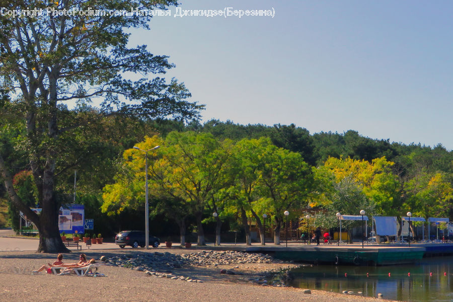 Fir, Forest, Grove, Vegetation, Plant, Tree, Dock