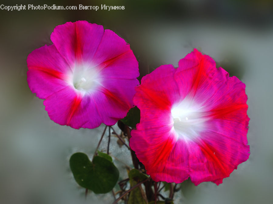 Blossom, Flora, Flower, Geranium, Plant, Vine, Ivy
