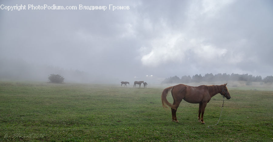 Animal, Horse, Mammal, Colt Horse, Foal, Countryside, Grassland