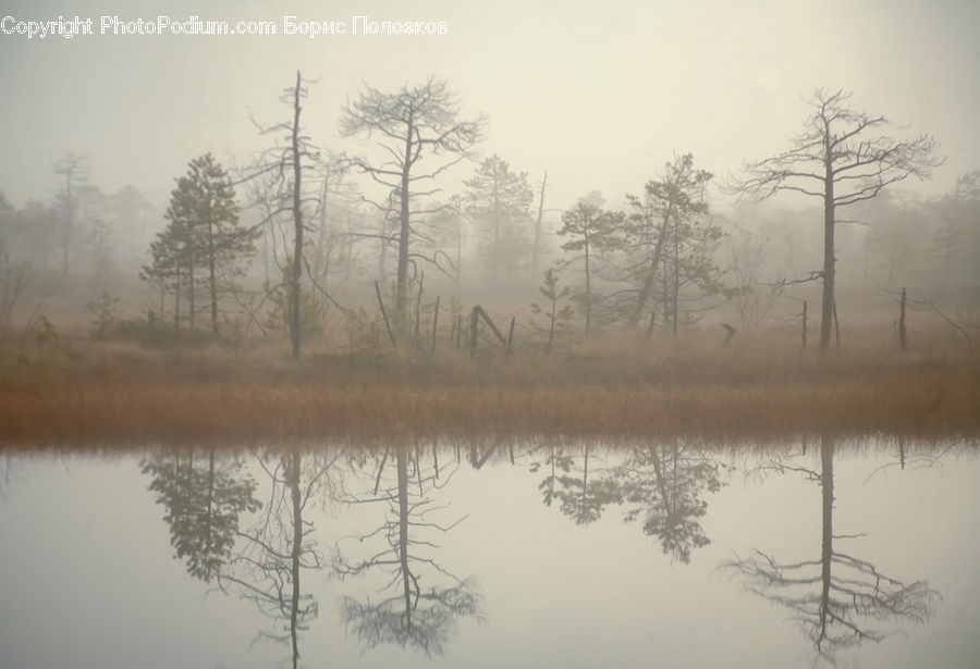Fog, Land, Marsh, Pond, Swamp, Water