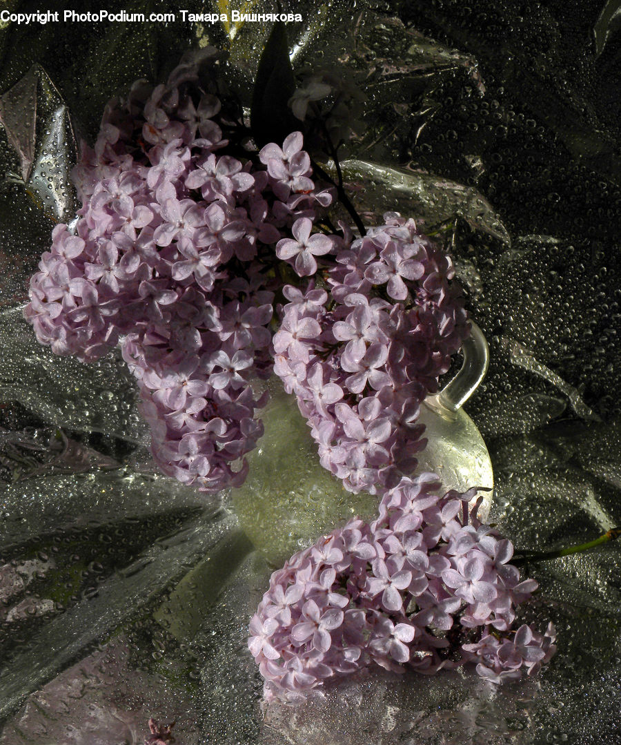 Blossom, Flower, Lilac, Plant, Flora, Cherry Blossom, Crystal