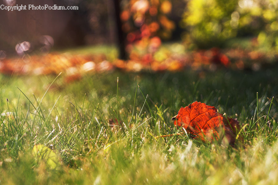Field, Grass, Grassland, Plant, Algae, Outdoors, Flare