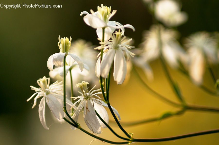 Blossom, Flora, Flower, Plant, Geranium, Lily, Anther