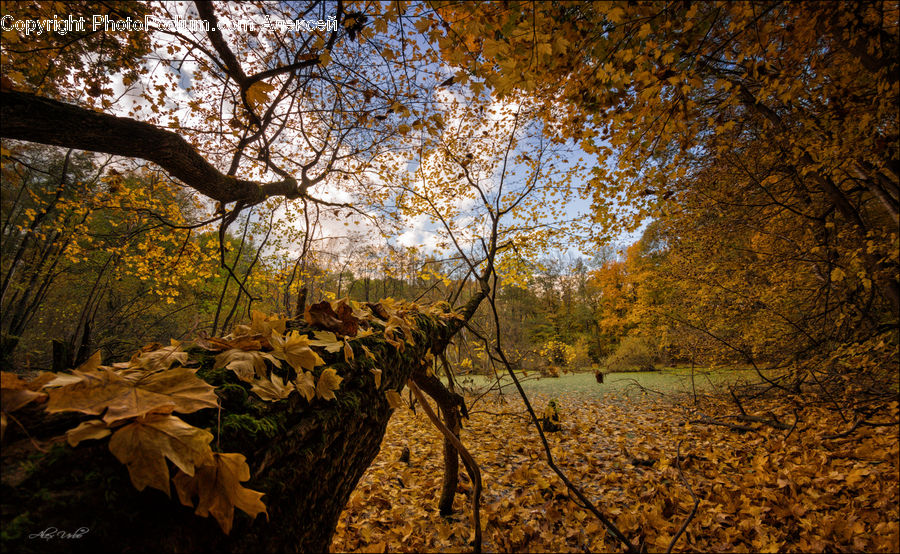Maple, Maple Leaf, Plant, Landscape, Nature, Scenery, Ivy