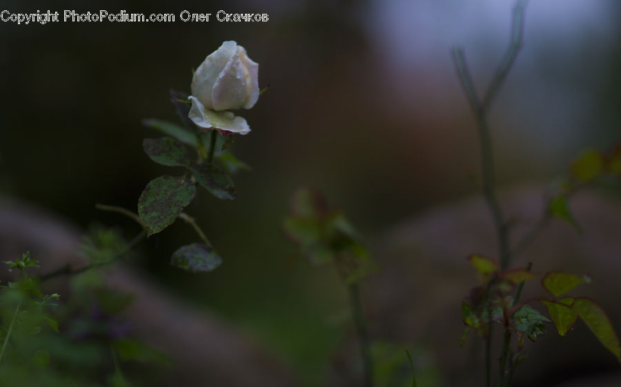 Blossom, Flower, Plant, Rose, Vine, Potted Plant, Flora