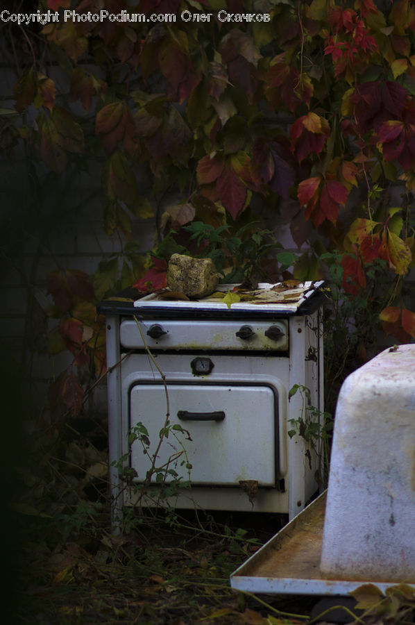 Plant, Potted Plant, Appliance, Oven, Cooker, Slow Cooker, Vine