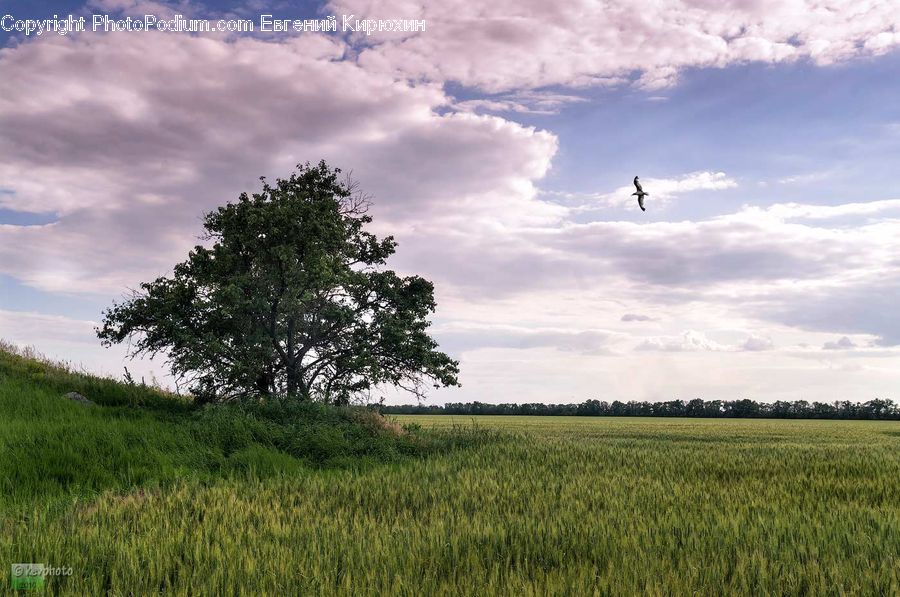 Oak, Tree, Wood, Plant, Field, Grass, Grassland