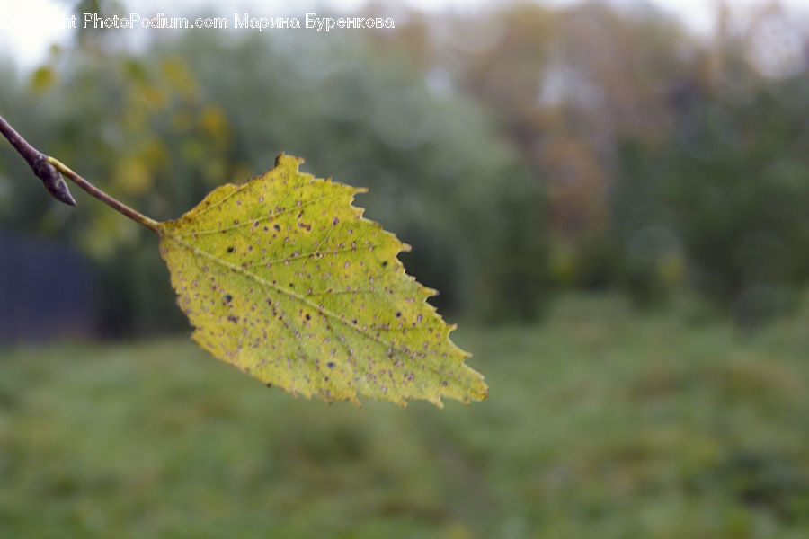 Leaf, Plant, Maple, Maple Leaf, Birch, Tree, Wood