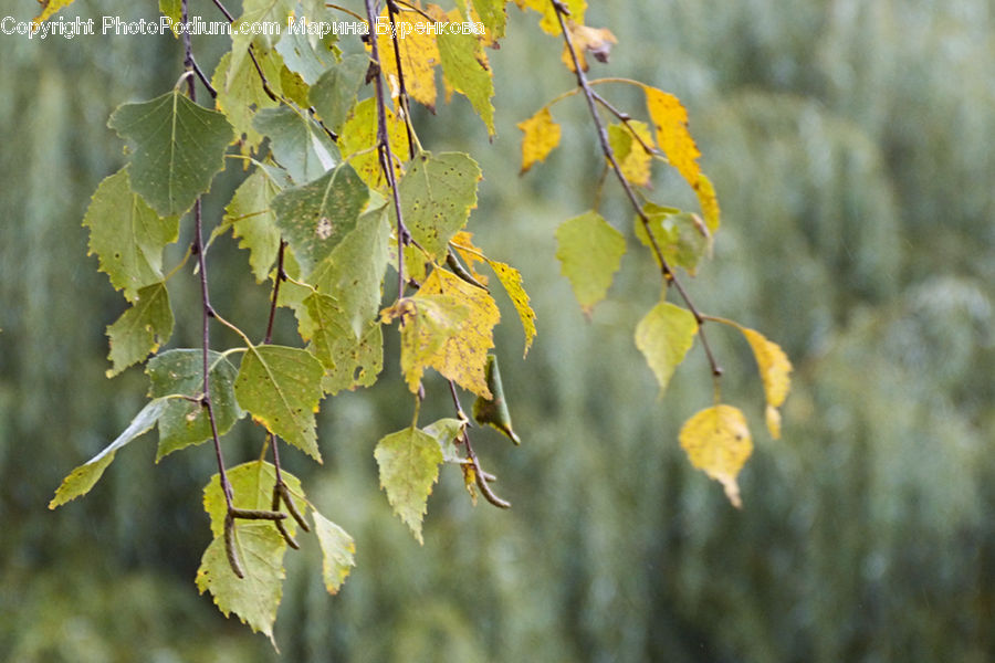 Plant, Vine, Fruit, Grapes, Leaf, Blossom, Flora