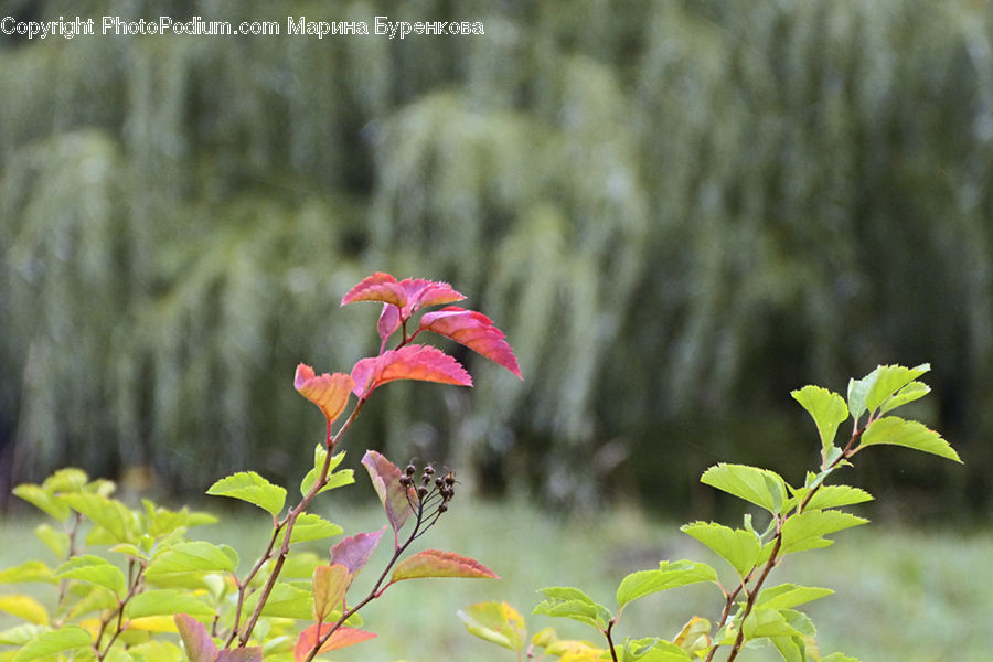Plant, Blossom, Flora, Flower, Bush, Vegetation, Birch