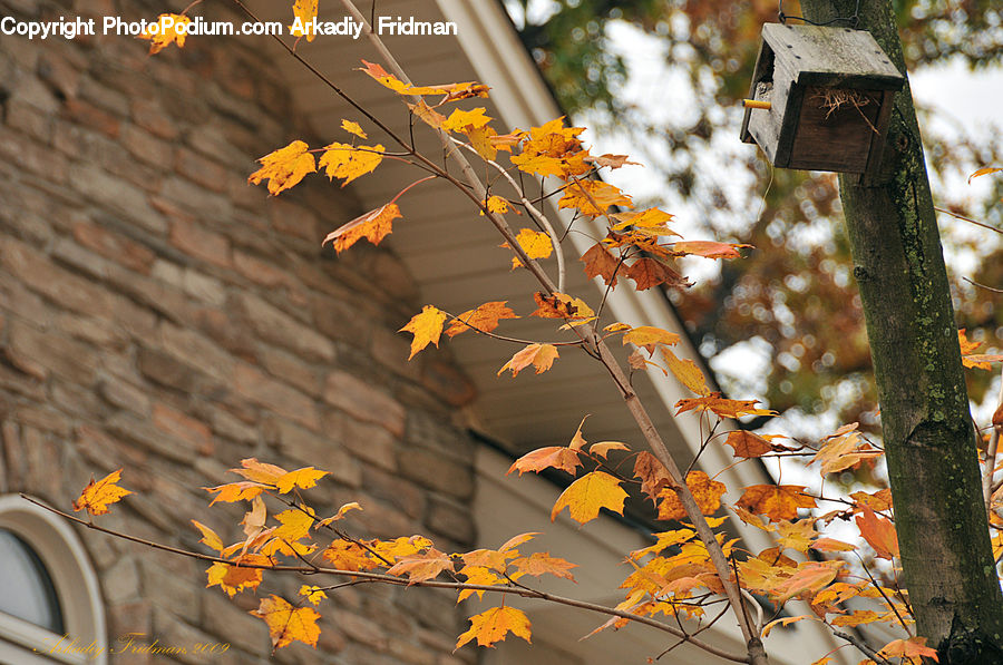 Plant, Vine, Maple, Maple Leaf, Blossom, Flora, Flower