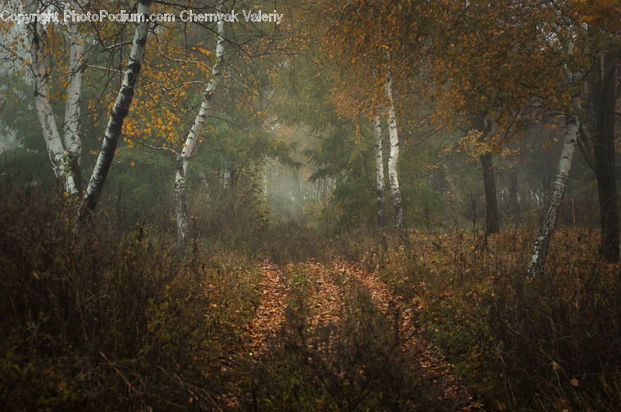 Birch, Tree, Wood, Forest, Vegetation, Fog, Mist