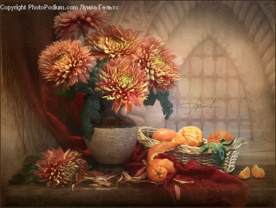 Blossom, Dahlia, Flora, Flower, Plant, Peony, Squash