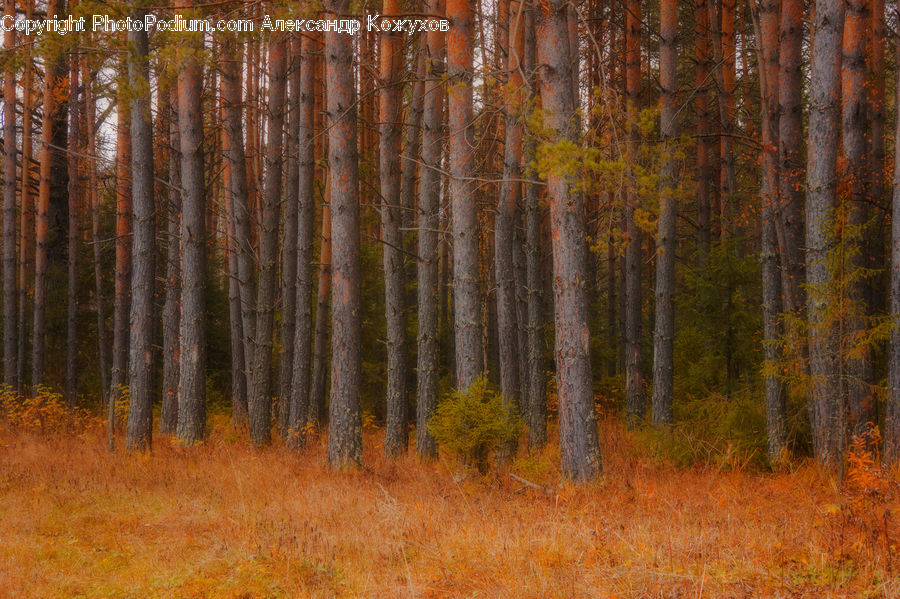 Birch, Tree, Wood, Forest, Vegetation, Field, Grass
