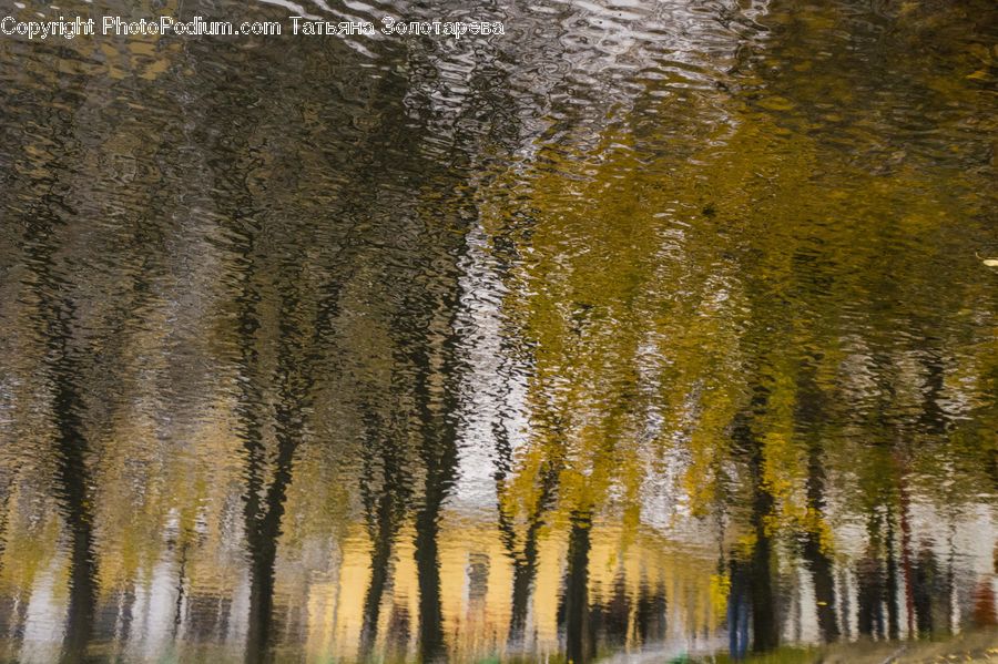 Plant, Tree, Willow, Birch, Wood, Field, Grass