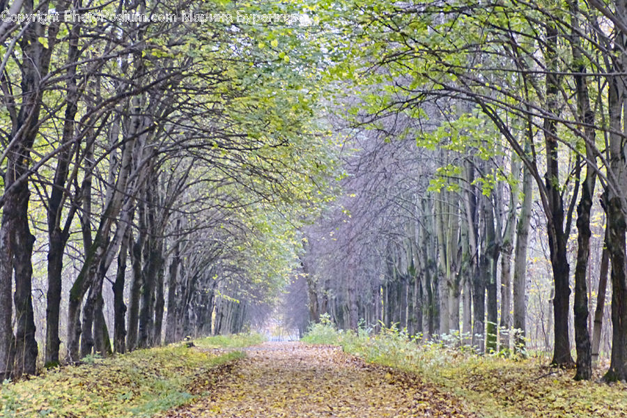 Birch, Tree, Wood, Path, Road, Walkway, Forest