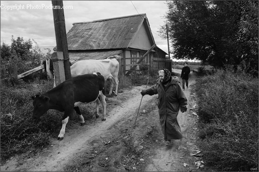 People, Person, Human, Animal, Cattle, Cow, Dairy Cow