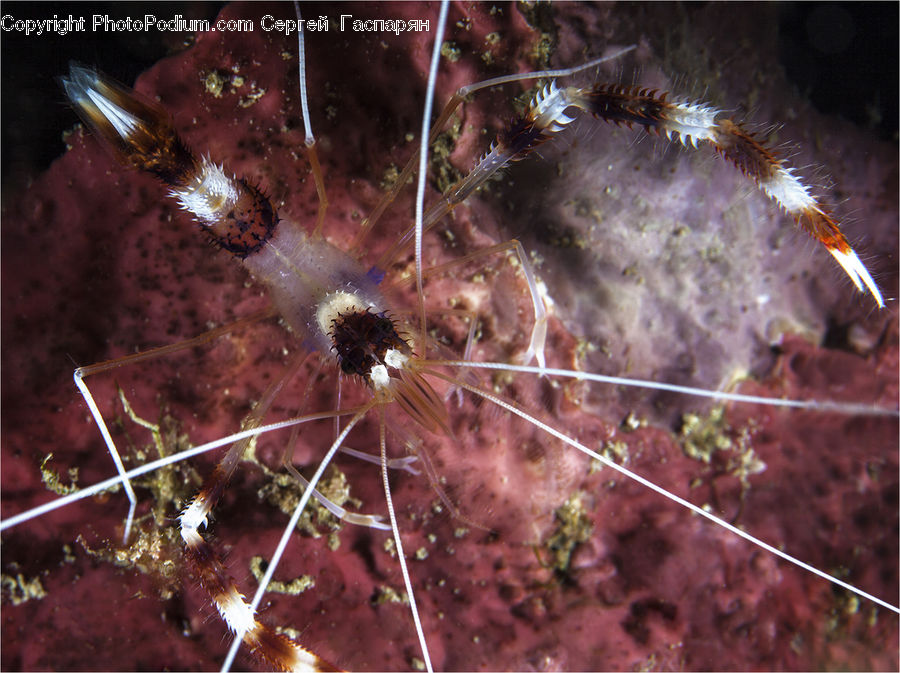 Sea Life, Shrimp, Dandelion, Flower, Plant, Blossom, Flora
