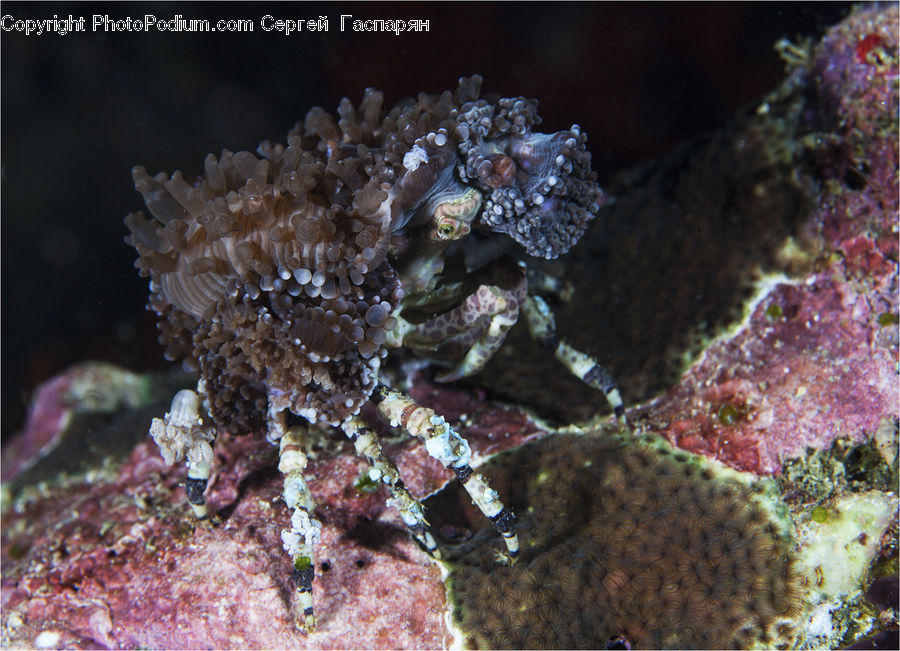 Mammal, Sea Life, Seahorse, Fish, Flounder, Halibut, Coral Reef