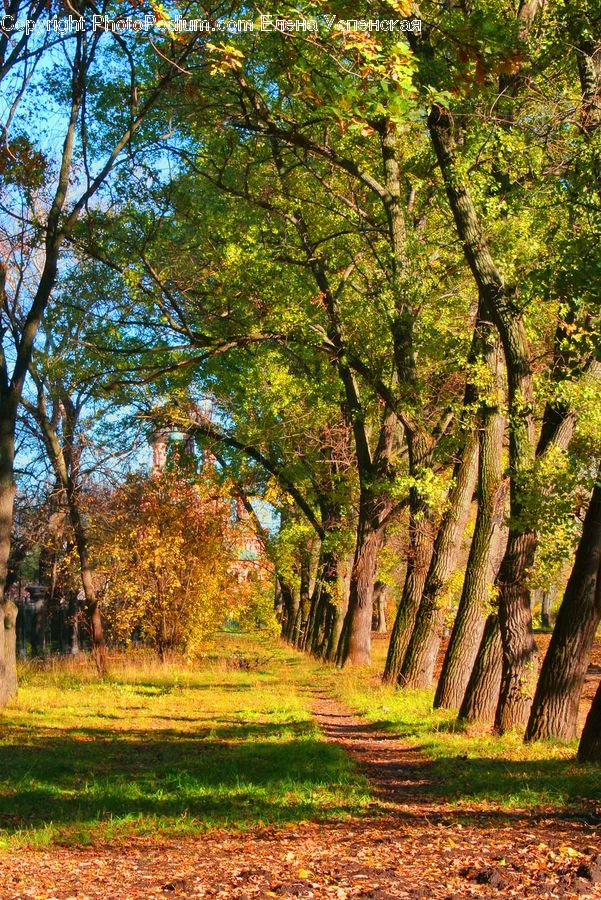 Forest, Grove, Land, Dirt Road, Gravel, Road, Vegetation