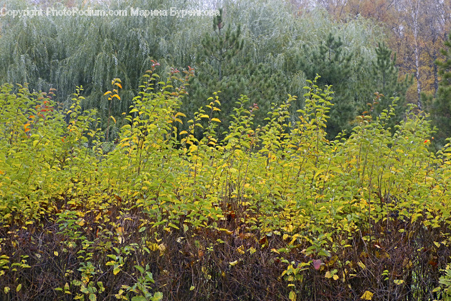 Field, Grass, Grassland, Plant, Conifer, Fir, Tree