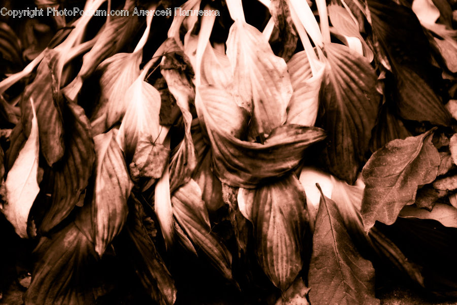Garlic, Plant, People, Person, Human, Bazaar, Market