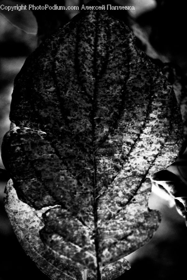 Night, Outdoors, Veins, Plant, Person, Portrait