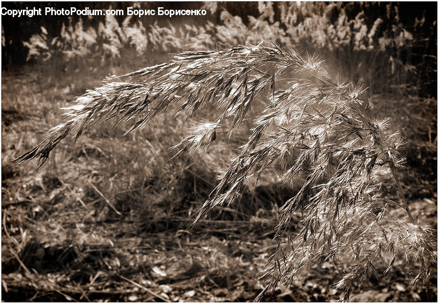 Hay, Straw, Field, Grass, Grassland, Plant, Blossom