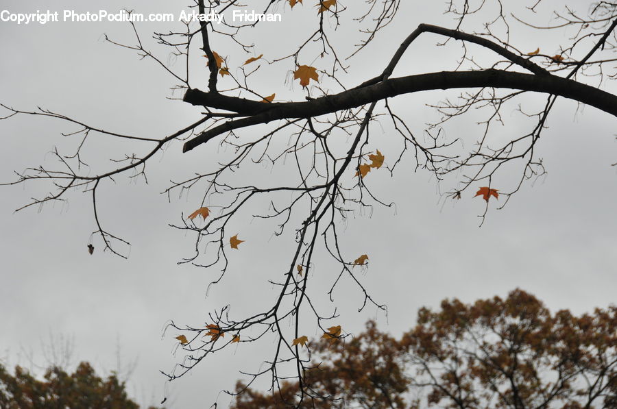 Blossom, Flora, Flower, Plant, Tree, Bird, Blackbird