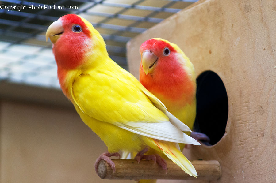 Bird, Canary, Finch, Beak, Parakeet, Parrot, Macaw