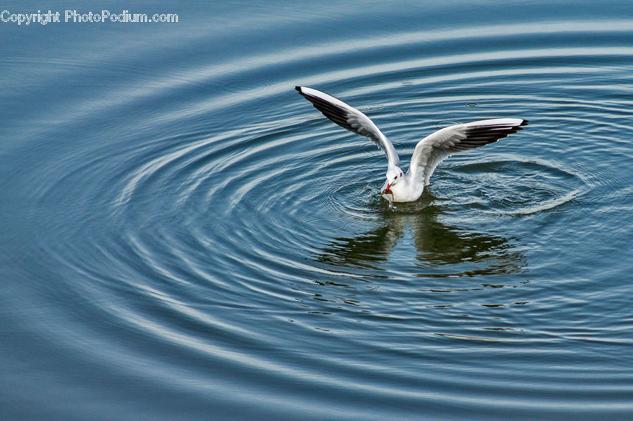 Outdoors, Ripple, Water, Albatross, Bird, Seagull, Swan