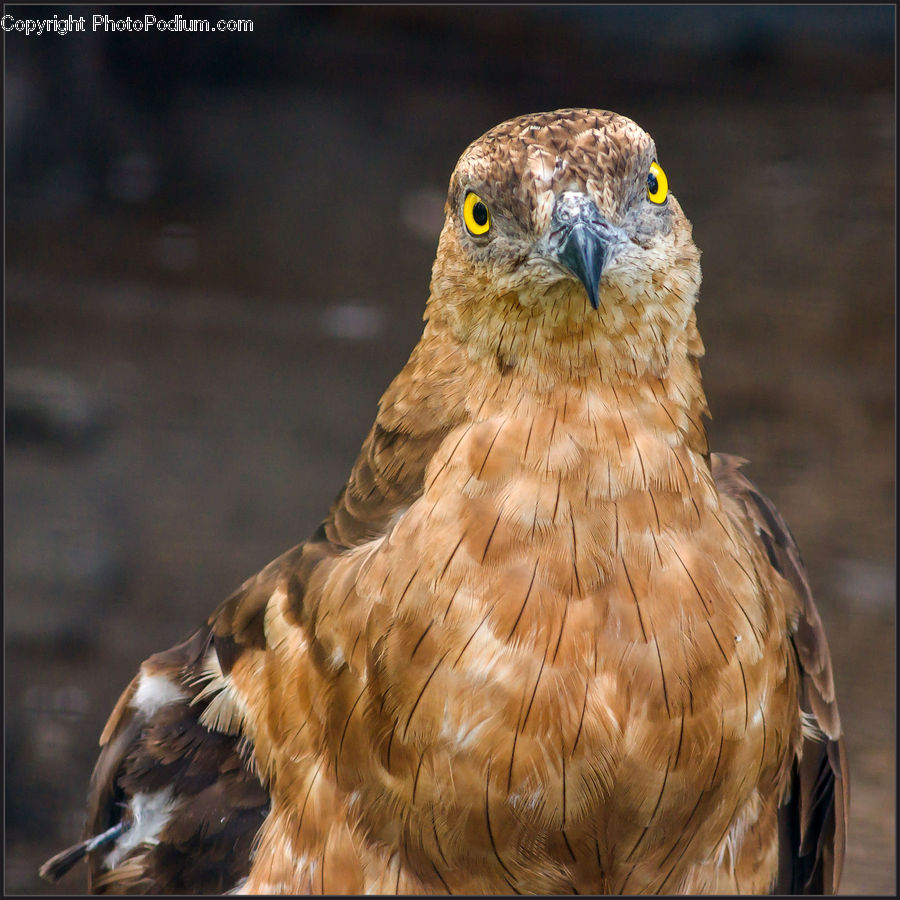Bird, Buzzard, Harrier, Hawk, Vulture, Eagle