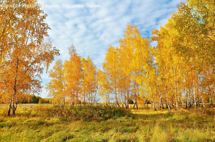 Birch, Tree, Wood, Plant, Field, Grass, Grassland