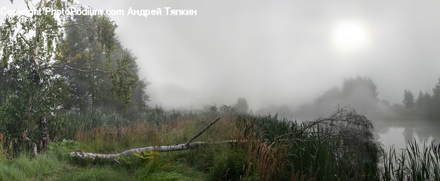 Fog, Field, Grass, Grassland, Plant, Forest, Vegetation