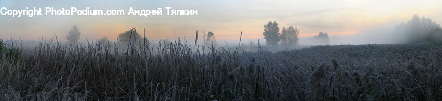 Grass, Plant, Reed, Field, Grassland, Fog, Pollution