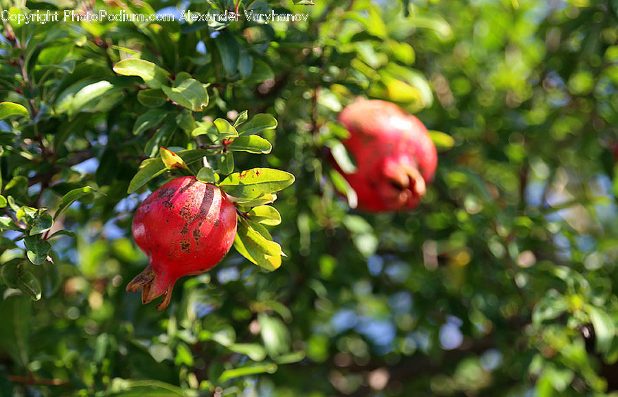 Fruit, Pomegranate, Bell Pepper, Pepper, Produce, Vegetable, Plant